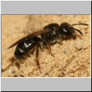 Lasioglossum quadrinotatulum - Furchenbiene 01b 7mm Sandgrube Niedringhaussee det.jpg